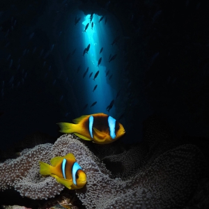 Clownfish guards the cave